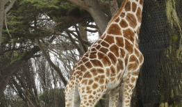 长颈鹿视频,揭秘它们的生活与习性