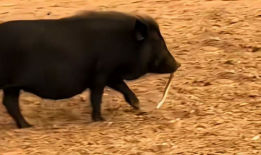 黑猪视频,揭秘猪界“明星”的日常生活