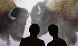 动物交配视频,揭秘奇妙的交配瞬间